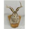 Image 1 : Mounted Jackalope