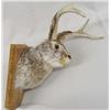 Image 2 : Mounted Jackalope