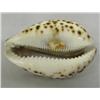 Image 2 : Cowrie Shell with Lord's Prayer Inscribed