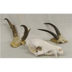 1 Javelina Skull and 2 Horn Mounts
