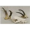 Image 1 : 1 Javelina Skull and 2 Horn Mounts