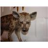 Image 3 : Stuffed Hyena