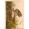 Image 1 : John James Audubon Circa 1946 ~ Red Shouldered Hawk
