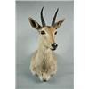 Image 1 : EXOTIC BIG GAME TAXIDERMY MOUNT - Taxidermy Mount of a
