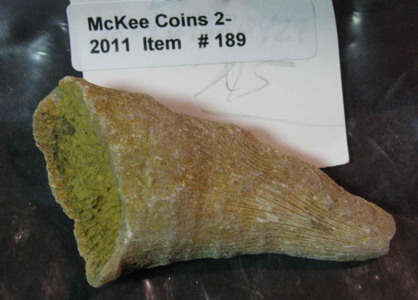 189. Prehistoric Giant Horn Coral Fossil. Dating back 600 Million years.