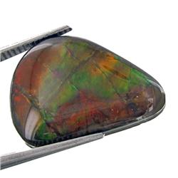 10.85ct Multi Color Rare Ammolite   (GEM-28523)