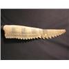 Image 1 : HOOK - Crocodile Tail