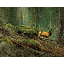 Coleman, Michael - High Country Elk (b. 1946)