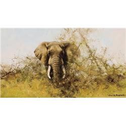 Shepherd, David - Elephant (b. 1931)