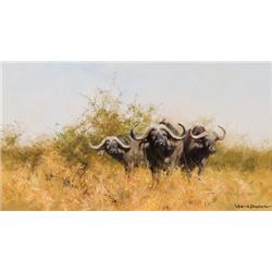Shepherd, David - Cape Buffalo (b. 1931)