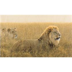 Bateman, Robert - Lions in the Grass (b. 1930)