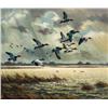 Image 1 : Adamson, Harry - Canvasbacks (b. 1916)