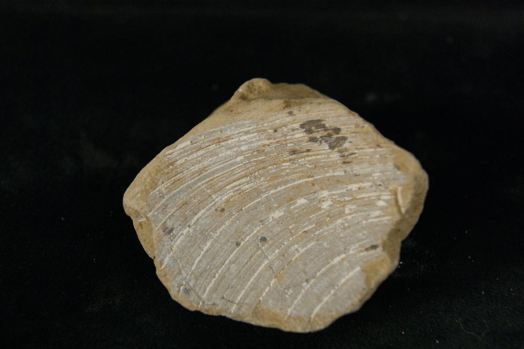 Fossilized clam shells - 11 unearth from the Ondulando Foothils Ventura Ca.