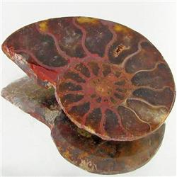 12.11ct Opalized Prehistor Ammonite Jewelry Half (GEM-30429)
