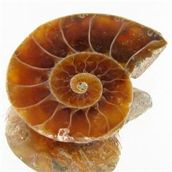 12.66ct Opalized Prehistor Ammonite Jewelry Half (GEM-30385)