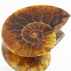 19.42ct Opalized Prehistor Ammonite Jewelry Half (GEM-30386)