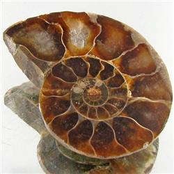 33.29ct Opalized Prehistor Ammonite Jewelry Half (GEM-30478)