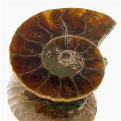 3.67ct Opalized Prehistor Ammonite Jewelry Half (GEM-30483)