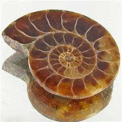 12.90ct Opalized Prehistor Ammonite Jewelry Half (GEM-30407)
