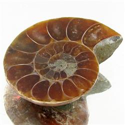 22.97ct Opalized Prehistor Ammonite Jewelry Half (GEM-30487)