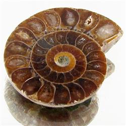 10.07ct Opalized Prehistor Ammonite Jewelry Half (GEM-30387)