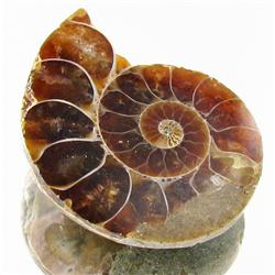 22.93ct Opalized Prehistor Ammonite Jewelry Half (GEM-30354)