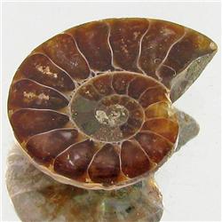 5.49ct Opalized Prehistor Ammonite Jewelry Half (GEM-30430)