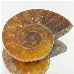 16.12ct Opalized Prehistor Ammonite Jewelry Half (GEM-30406)