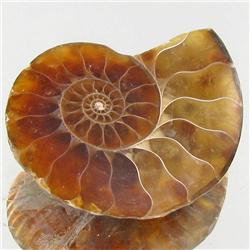 18.02ct Opalized Prehistor Ammonite Jewelry Half (GEM-31856)