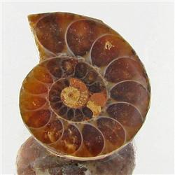 3.90ct Opalized Prehistor Ammonite Jewelry Half (GEM-30458)