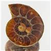 3.90ct Opalized Prehistor Ammonite Jewelry Half (GEM-30458)