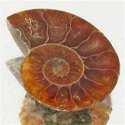 7.90ct Opalized Prehistor Ammonite Jewelry Half (GEM-30492)