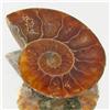 7.90ct Opalized Prehistor Ammonite Jewelry Half (GEM-30492)