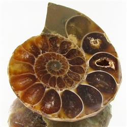 32.97ct Opalized Prehistor Ammonite Jewelry Half (GEM-30365)