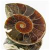 30.12ct Opalized Prehistor Ammonite Jewelry Half (GEM-30370)