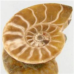 14.61ct Opalized Prehistor Ammonite Jewelry Half (GEM-30497)