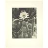 Image 2 : Photographs, early 20th c. Californian