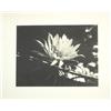 Image 3 : Photographs, early 20th c. Californian
