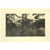 Image 8 : Photographs, early 20th c. Californian