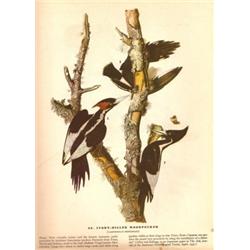 John James Audubon Circa 1946 ~ Ivory Billed Woodpecker