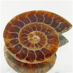 10.11ct Opalized Prehistor Ammonite Jewelry Half (GEM-30404)