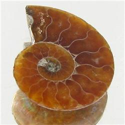 6.50ct Opalized Prehistor Ammonite Jewelry Half (GEM-30486)