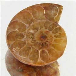 6.97ct Opalized Prehistor Ammonite Jewelry Half (GEM-30475)