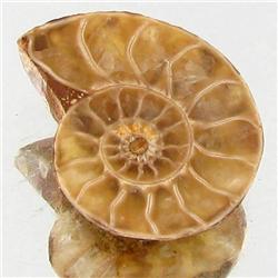 2.38ct Opalized Prehistor Ammonite Jewelry Half (GEM-30511)