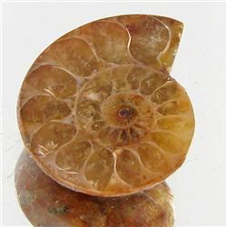 12.00ct Opalized Prehistor Ammonite Jewelry Half (GEM-30473)