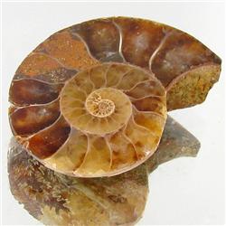 22.01ct Opalized Prehistor Ammonite Jewelry Half (GEM-30446)