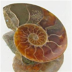 10.21ct Opalized Prehistor Ammonite Jewelry Half (GEM-30444)