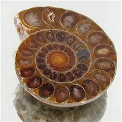 16.00ct Opalized Prehistor Ammonite Jewelry Half (GEM-30447)