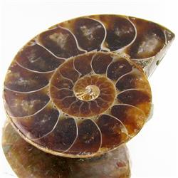 31.06ct Opalized Prehistor Ammonite Jewelry Half (GEM-30379)