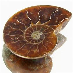 7.59ct Opalized Prehistor Ammonite Jewelry Half (GEM-30394)